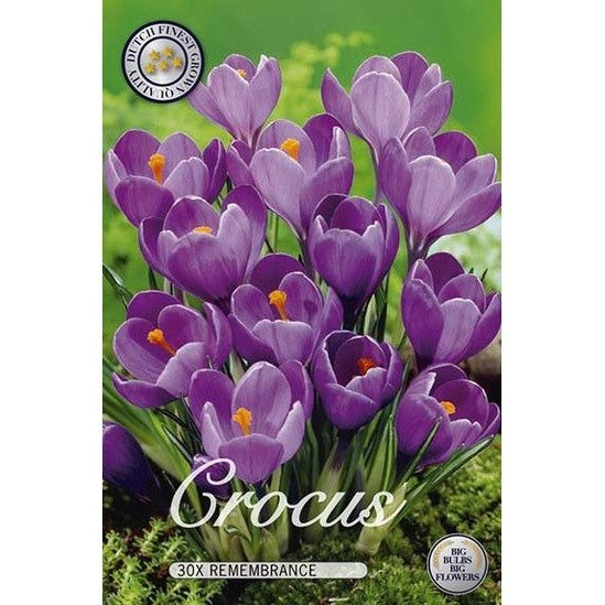 Krokus Remembrance 30-pack