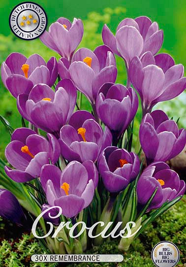 Crocus &