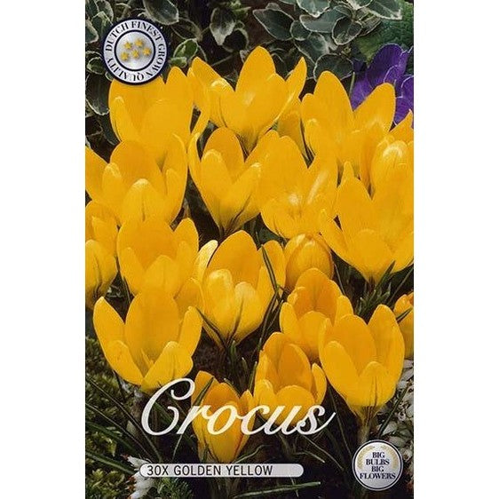 Krokus Golden Yellow 20-pack