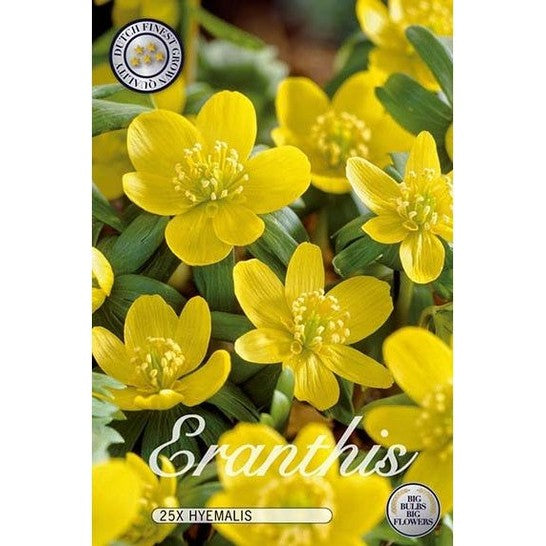 Vintergäck Hyemalis 25-pack