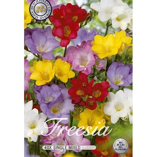 Freesia Mix 40-pack