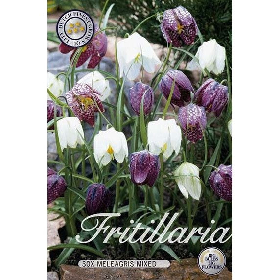 Kungsängslilja Mix 30-pack