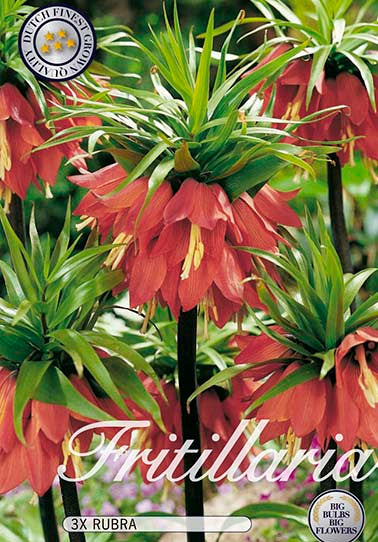 Fritillaria &