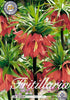 Fritillaria &
