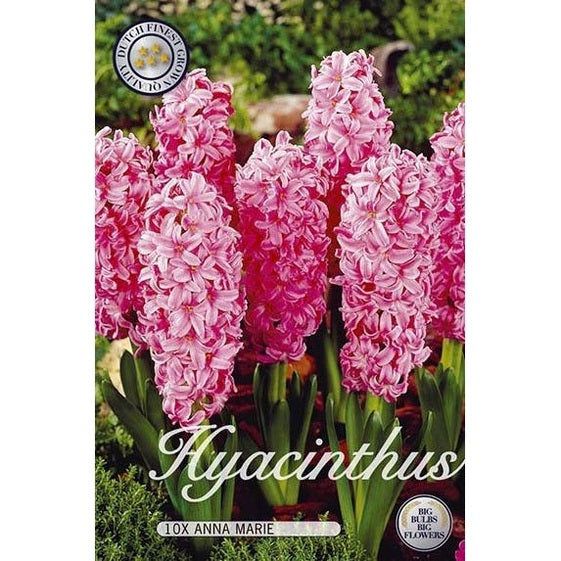 Hyacint Anna Marie 10-pack