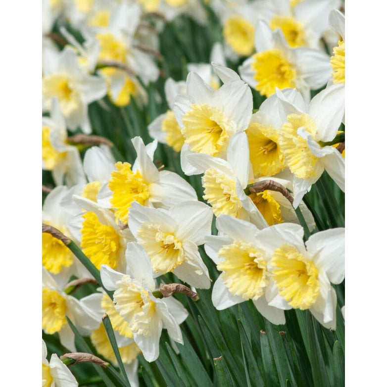 Narciss Ice Follies 3-pack