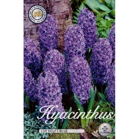 Hyacint Delft Blue 10-pack