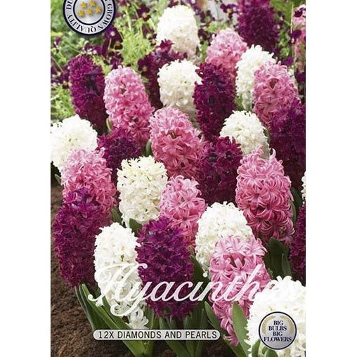 Hyacint Diamonds and Pearls 12-pack