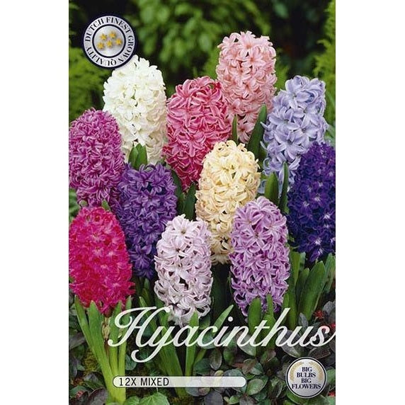 Hyacint Orientalis Mix 12-pack