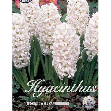 Hyacint White Pearl 10-pack