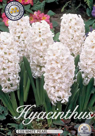 Hyacinthus &