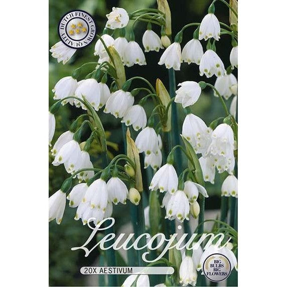 Snöklocka Aestivum 20-pack