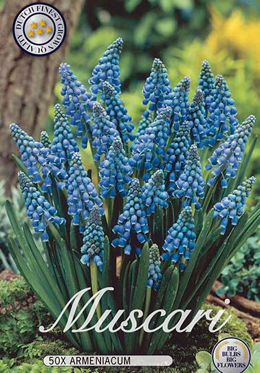 Muscari &