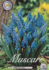 Muscari &