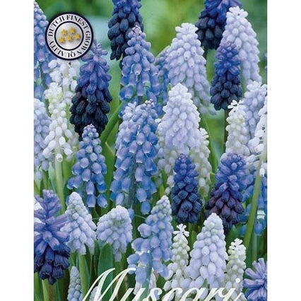 Pärlhyacint Mix 30-pack