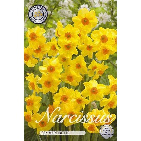 Narciss Martinette 20-pack