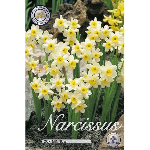 Narciss Minnow 20-pack