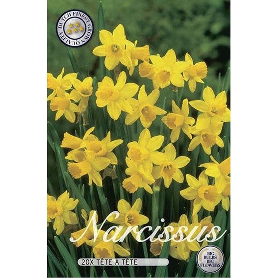 Narciss Tête-à-Tête 20-pack