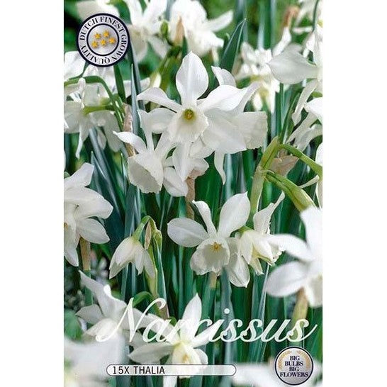 Narciss Thalia 12-pack