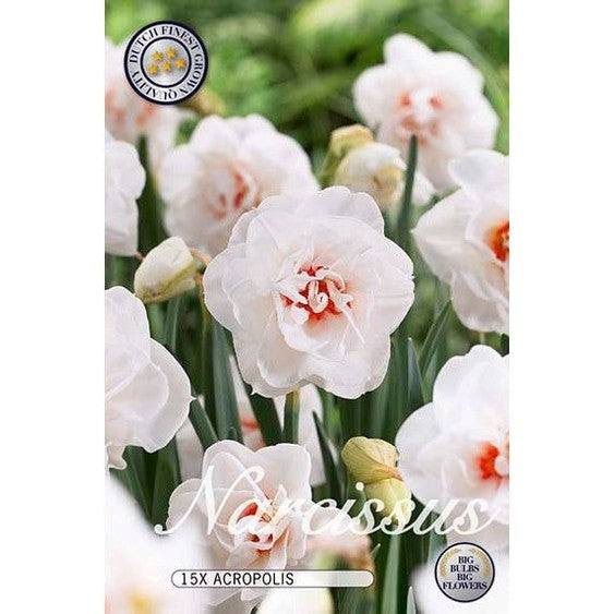 Narciss Replete 15-pack