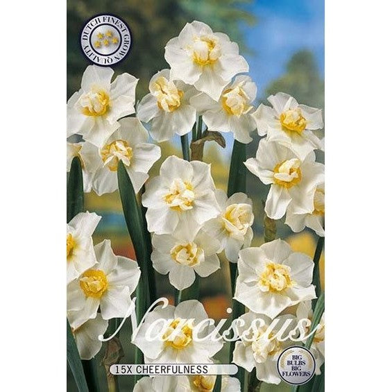 Narciss Cheerfulness 15-pack