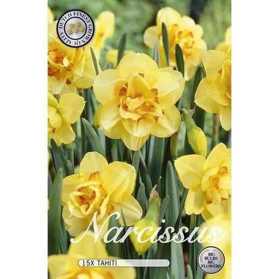 Narciss Tahiti 12-pack