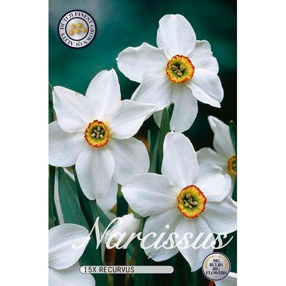 Narciss Recurvus 15-pack