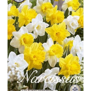 Narciss Dutch Sensation 15-pack