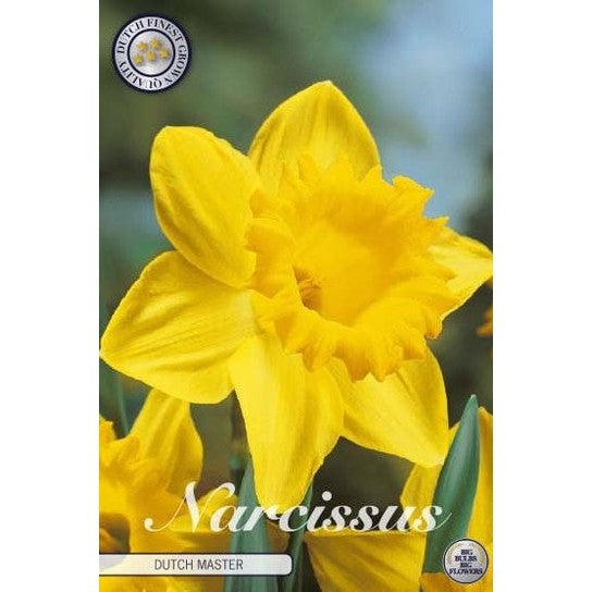 Narciss Dutchmaster 15-pack