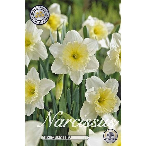Narciss Ice Follies 12-pack
