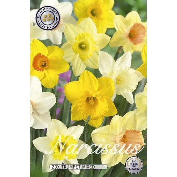 Narciss Mix 20-pack