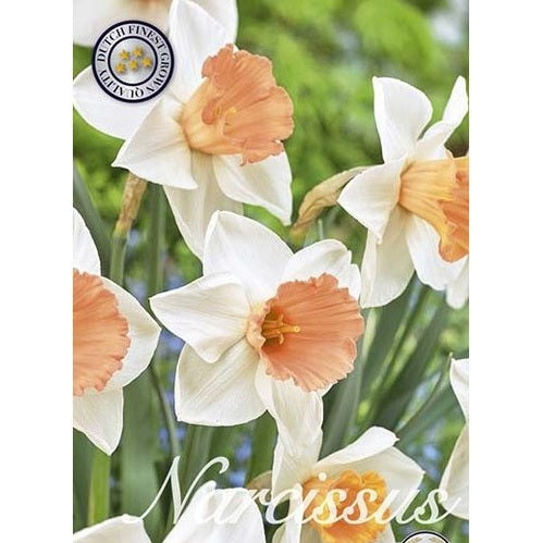 Narciss Pink Charm 12-pack