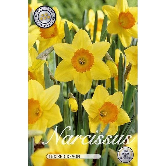 Narciss Red Devon 15-pack