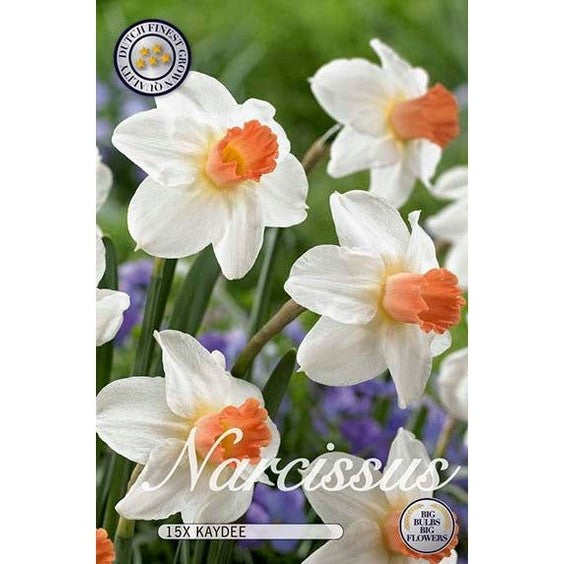 Narciss Skype 15-pack