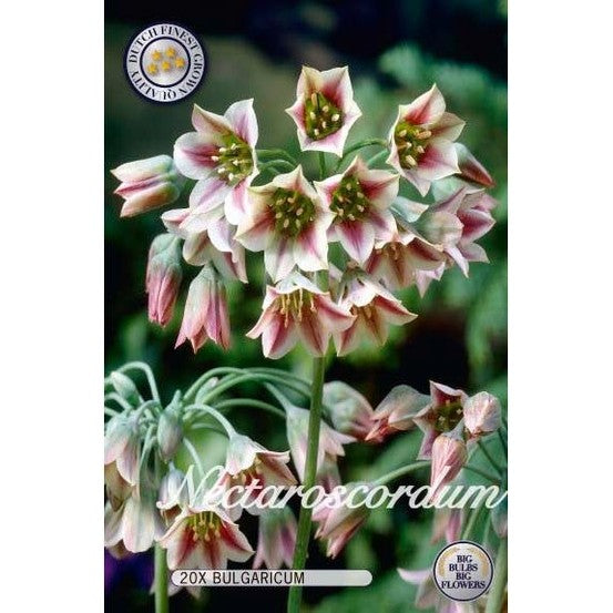 Nektaroscordum Bulgaricum 20-pack