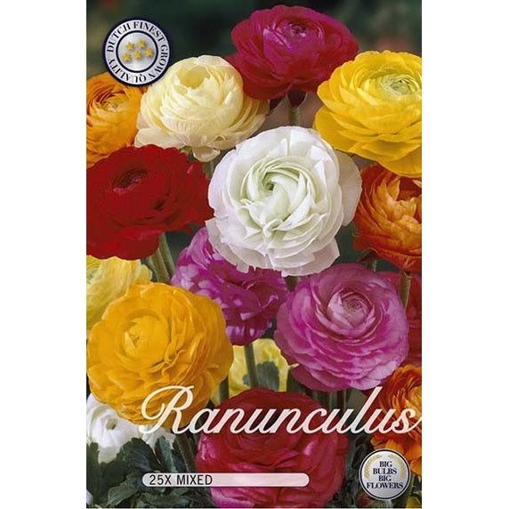 Ranunkel Asiatisk Mix 25-pack