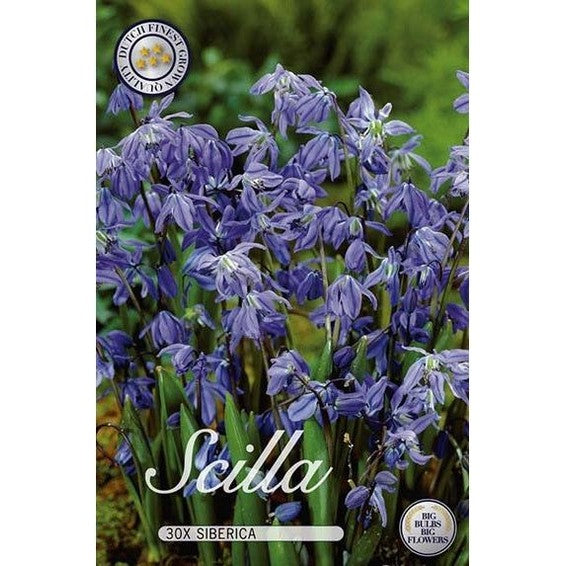 Scilla Siberica 30-pack