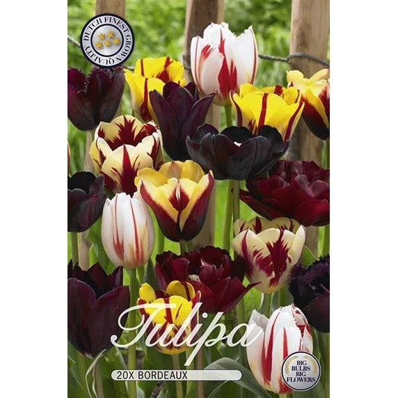 Tulpan Bordeaux 20-pack