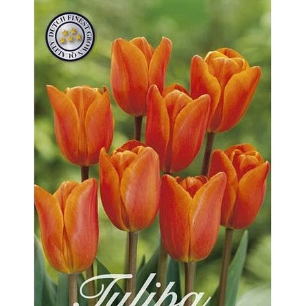 Tulpan Orange van Eijk 20-pack