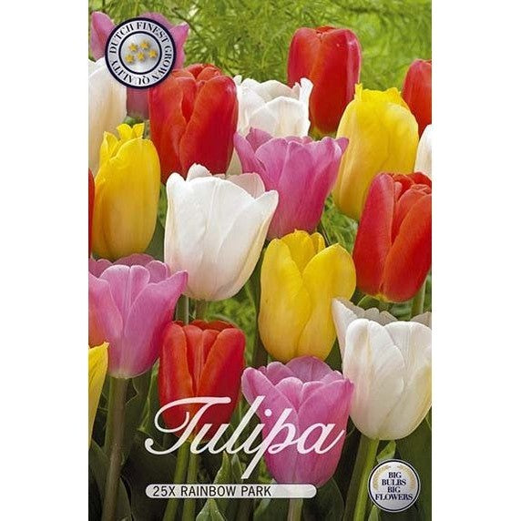 Tulpan Rainbow Park 20-pack