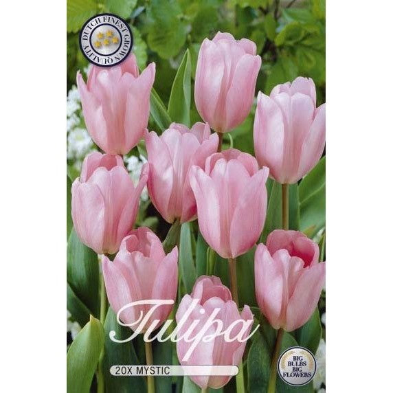 Tulpan Mystic 20-pack