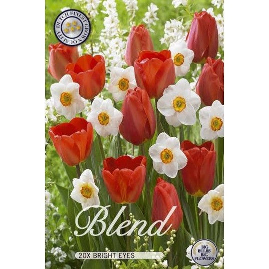 Tulpan/Narciss Bright Eyes 15-pack