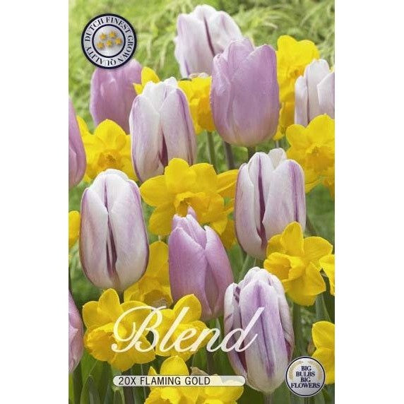 Tulpan/Narciss Flaming Gold 20-pack