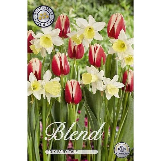 Tulpan/Narciss Fairy Tale 20-pack