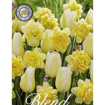 Tulpan/Narciss Golden Morning 20-pack