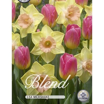 Tulpan/Narciss Milkshake 20-pack