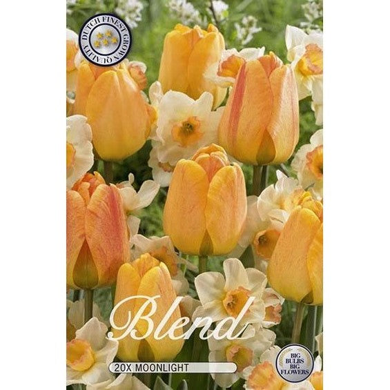 Tulpan/Narciss Moonlight 15-pack