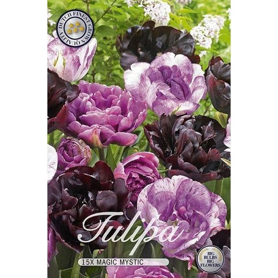 Tulpan Magic Mystic 12-pack