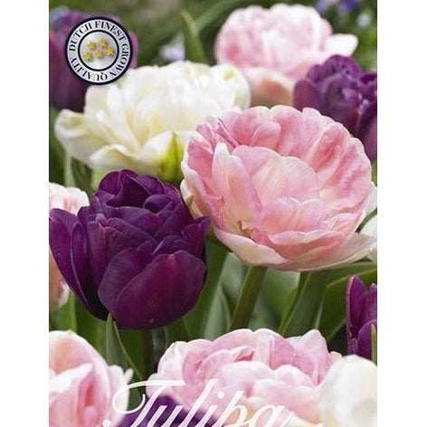 Tulpan Sensation 12-pack