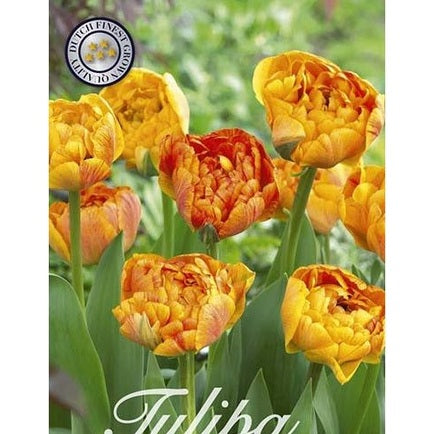 Tulpan Sunlover 20-pack